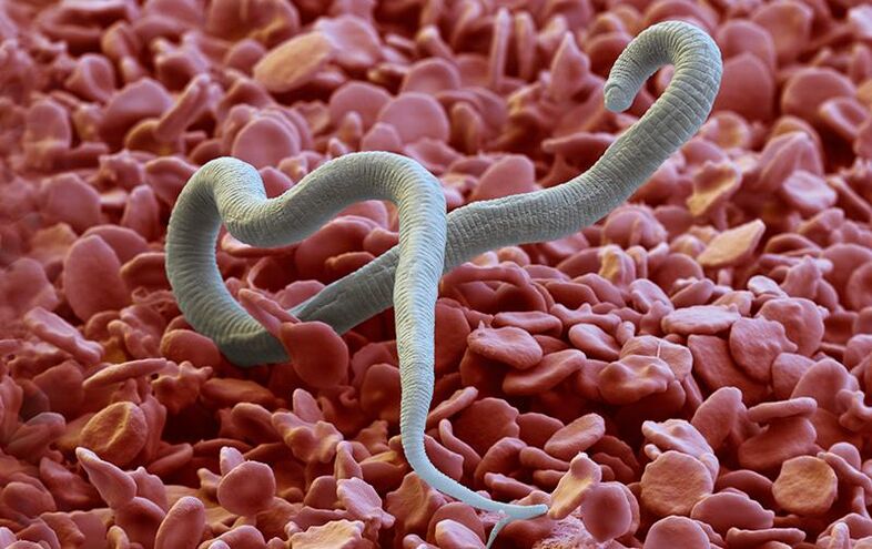 Dirofilaria - egy parazita, amely rovarcsípés révén jut be a bőrbe