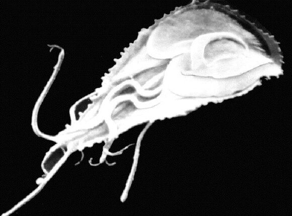 A Giardia egy protozoon lobogó parazita. 
